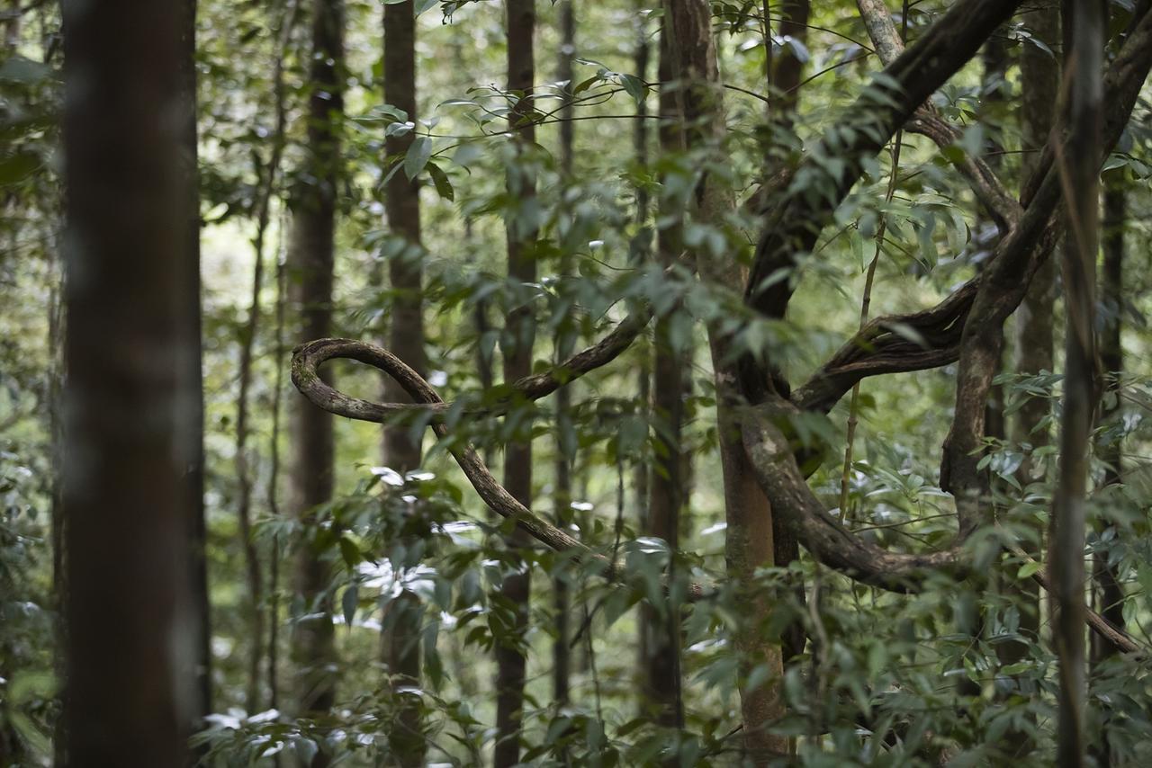 Sinharaja Forest Edge Deniyaya Ngoại thất bức ảnh